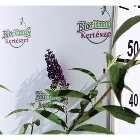 Illatos nyáriorgona Buddleja d. Black Knight K3 40/50