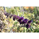 Illatos nyáriorgona Buddleja d. Black Knight K3 40/50
