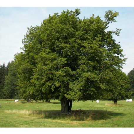 Közönséges gyertyán Carpinus betulus 250/300cm Fl