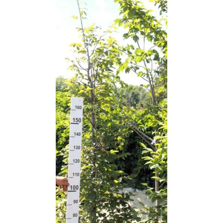 Közönséges gyertyán Carpinus betulus 250/300cm Fl