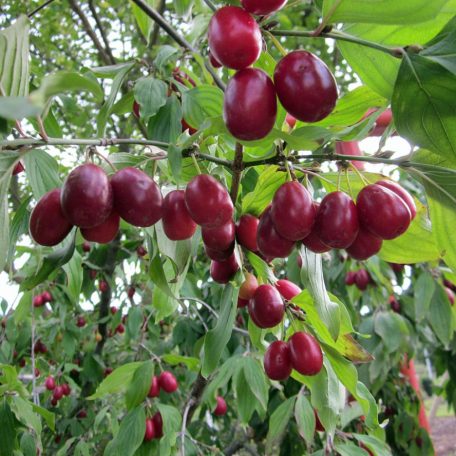 Óriástermésű som Cornus mas 'Jolico' 200/250 cm
