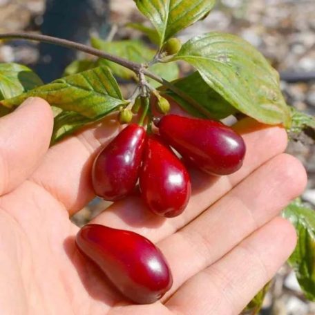 Húsos som Cornus mas 'Kazanlak' bokorfa 200/250 cm FL