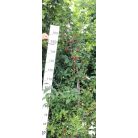 Húsos som Cornus mas 'Kazanlak' bokorfa 200/250 cm FL