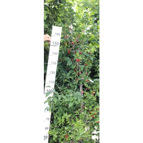 Húsos som Cornus mas 'Kazanlak' bokorfa 200/250 cm FL