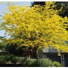 Sárga levelű lepényfa Gleditsia triacanthos Sunburst pf 10/12