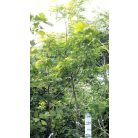 Sárga levelű lepényfa Gleditsia triacanthos Sunburst pf 10/12