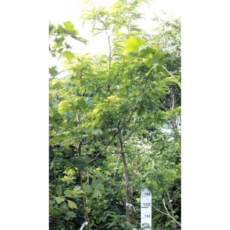 Sárga levelű lepényfa Gleditsia triacanthos Sunburst pf 10/12