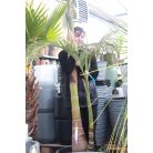 Alexandra pálma ARCHONTOPHOENIX ALEXANDRAE CLT. 55 MULTI-STEMMED