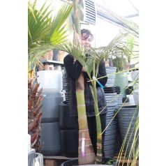   Alexandra pálma ARCHONTOPHOENIX ALEXANDRAE CLT. 55 MULTI-STEMMED