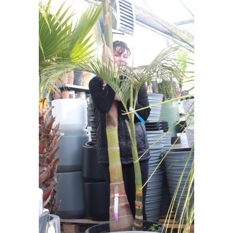 Alexandra pálma ARCHONTOPHOENIX ALEXANDRAE CLT. 55 MULTI-STEMMED