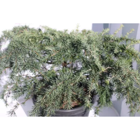Kék terülő himalájai cédrus CEDRUS DEODARA FEELIN BLUE [R] CLT. 18 
