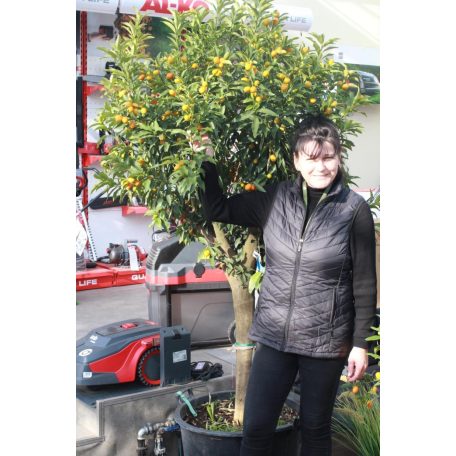 Kumquat CITRUS FORTUNELLA JAPONICA [KUMKUAT] CLT. 110 HALF STANDARD  