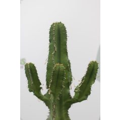 EUPHORBIA ERYTHREA LV 12