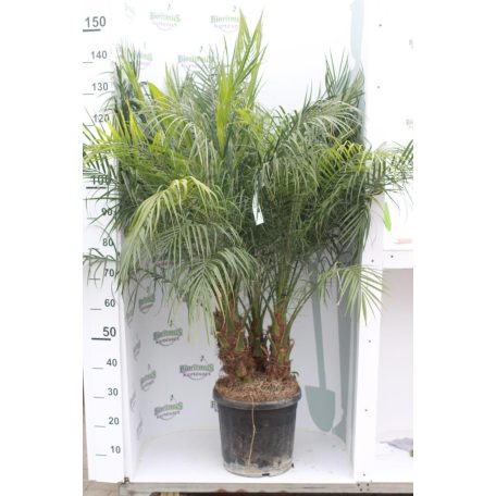Törpe datolyapálma PHOENIX ROEBELENII CLT. 18 80/100cm