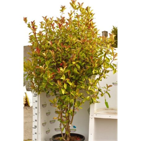 Korallberkenye Red Robin Photinia x fraseri Red Robin CLT. 55 MULTITRONCO 