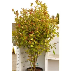   Korallberkenye Red Robin Photinia x fraseri Red Robin CLT. 55 MULTITRONCO 