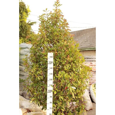 Korallberkenye Red Robin Photinia x fraseri Red Robin CLT. 90 250/300cm