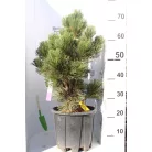 Páncélfenyő PINUS LEUCODERMIS MALINKI Konténeres 10 lit.
