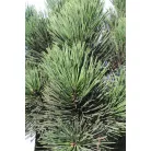 Páncélfenyő PINUS LEUCODERMIS MALINKI Konténeres 10 lit.