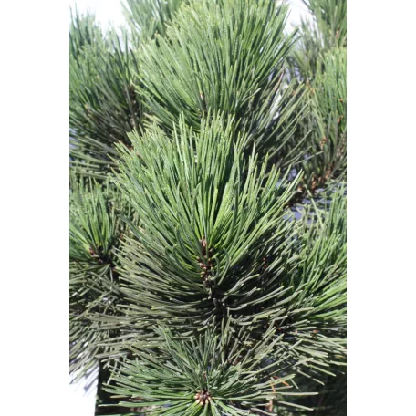 Páncélfenyő PINUS LEUCODERMIS MALINKI Konténeres 10 lit.