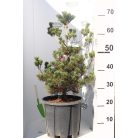Japán fehérfenyő Negishi PINUS PARVIFLORA NEGISHI Konténeres 10 lit.