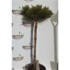 Törpe japán erdeifenyő Pinus dens. 'Low Glow' C5 lit.