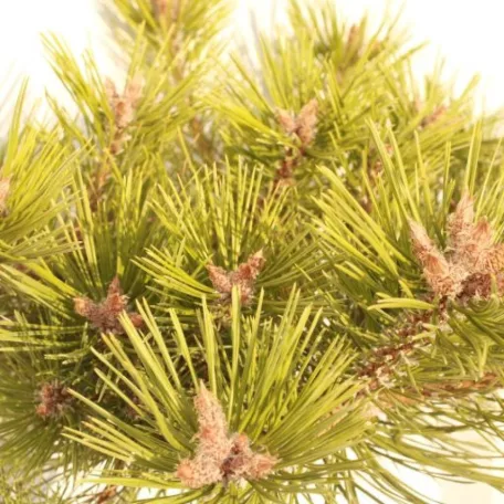 Törpe japán erdeifenyő Pinus dens. 'Low Glow' C5 lit.