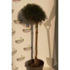 Tűpamacsos havasi törpefenyő Pinus mugo 'Varella' C7.5