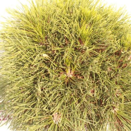 Tűpamacsos havasi törpefenyő Pinus mugo 'Varella' C7.5