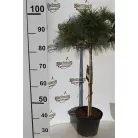 Selyemfenyő Pinus strobus 'Edel' C5