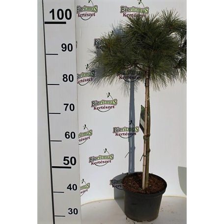 Pinus strobus 'Edel' C5