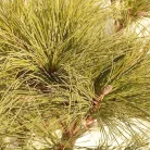 Selyemfenyő Pinus strobus 'Edel' C5