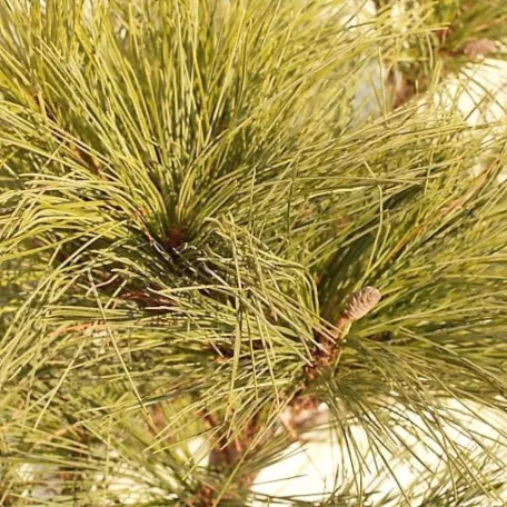 Selyemfenyő Pinus strobus 'Edel' C5