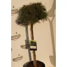 Csavarttűjű simafenyő Pinus strobus 'Green Twist' C5 lit.