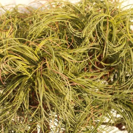 Csavarttűjű simafenyő Pinus strobus 'Green Twist' C5 lit.