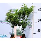 Mirtusz levelű magyal Ilex aqui. 'Myrtifolia' 20-25 cm. P17