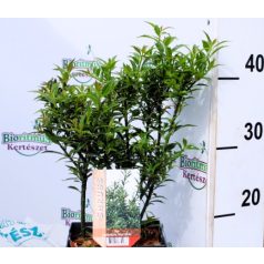   Mirtusz levelű magyal Ilex aqui. 'Myrtifolia' 20-25 cm. P17