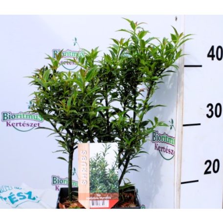 Mirtusz levelű magyal Ilex aqui. 'Myrtifolia' 20-25 cm. P17