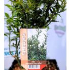 Mirtusz levelű magyal Ilex aqui. 'Myrtifolia' 20-25 cm. P17