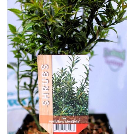 Mirtusz levelű magyal Ilex aqui. 'Myrtifolia' 20-25 cm. P17