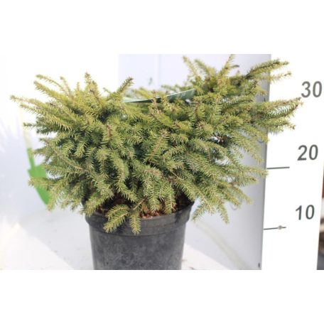 Törpe fészekluc Picea abies 'Nidiformis' 25-30 cm C3
