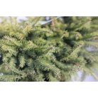 Törpe fészekluc Picea abies 'Nidiformis' 25-30 cm C3