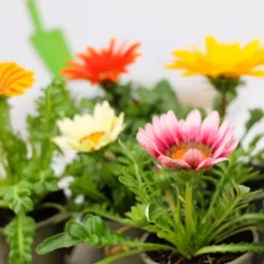 Záporvirág Gazania KER
