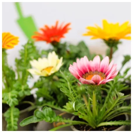 Záporvirág Gazania KER