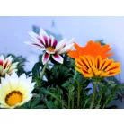 Záporvirág Gazania KER