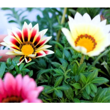 Záporvirág Gazania KER