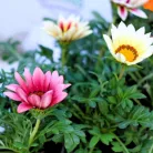 Záporvirág Gazania KER