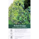 Novita babérmeggy Prunus l.Novita 2 lit