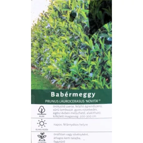 Novita babérmeggy Prunus l.Novita 2 lit