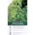 Novita babérmeggy Prunus l.Novita 2 lit